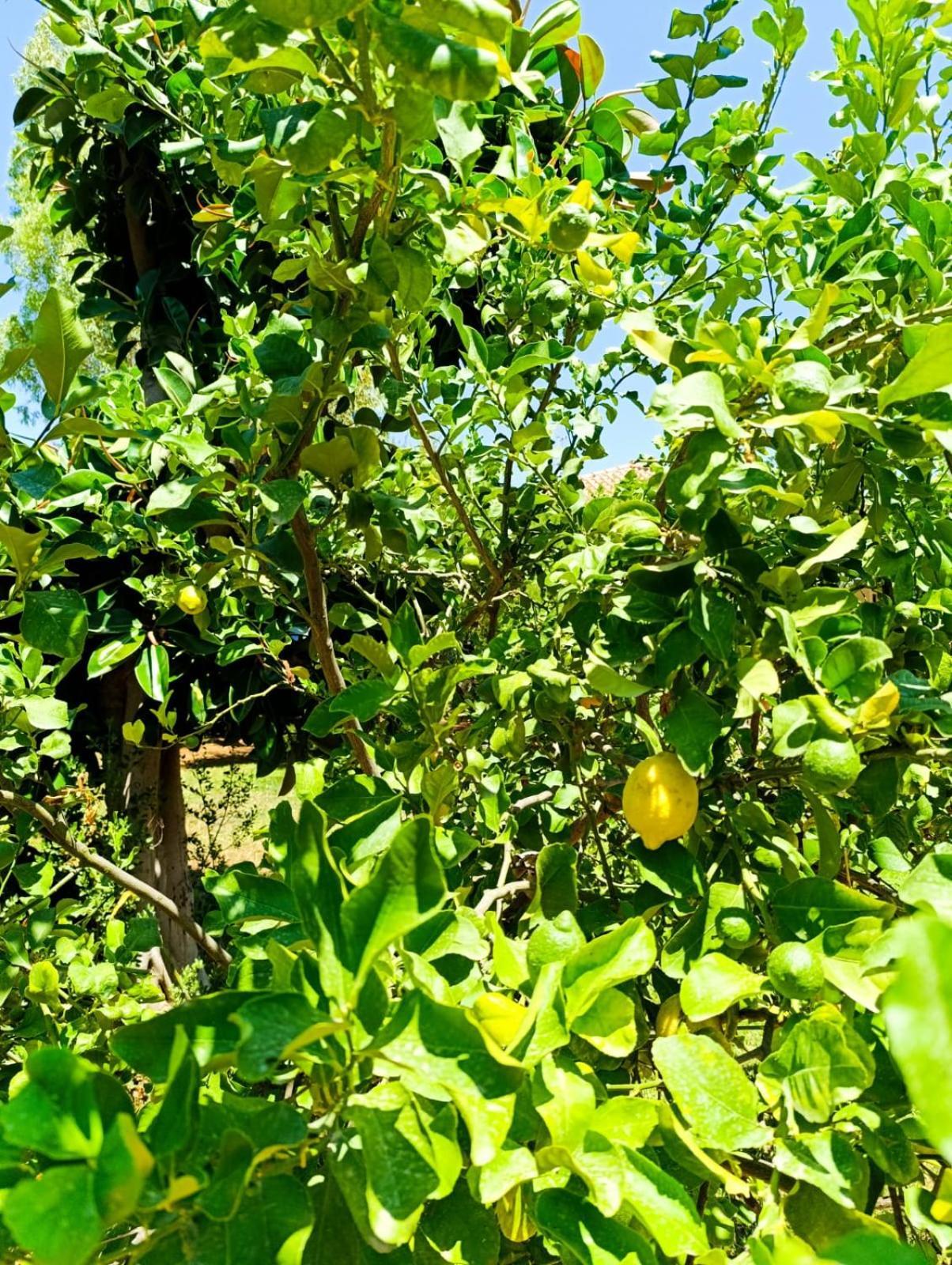 Villa Casa In Giardino A Pochi Passi Dal Mare à Palerme Extérieur photo